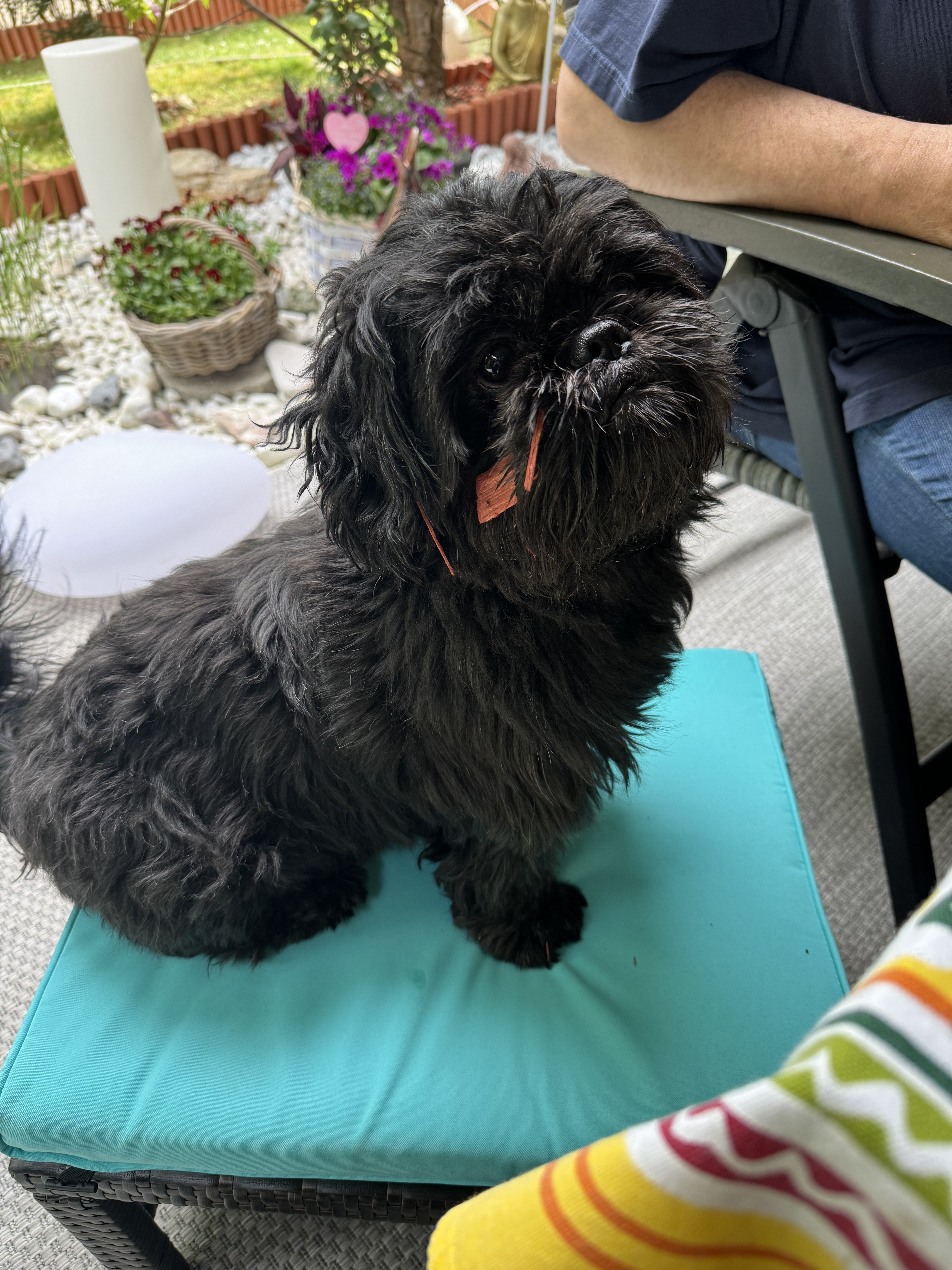 Shih Tzu 1